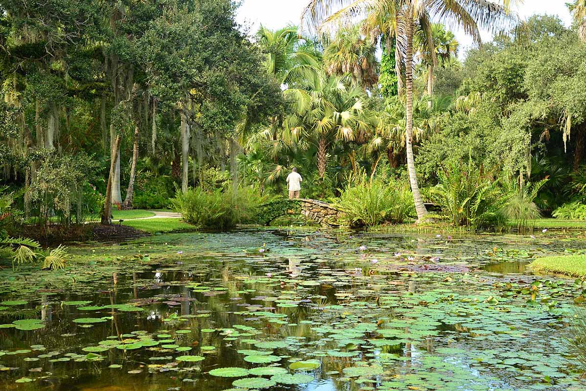 Man crosses stone footbridge over pond covered in lilly pads.