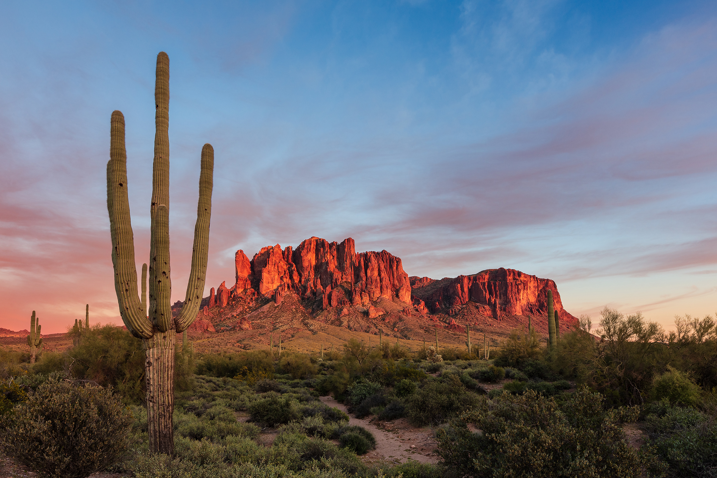 Cacti near Phoenix