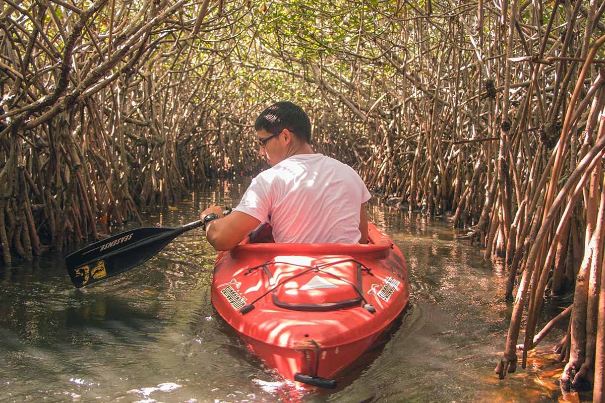 Man in orange kayak paddles through mangroves.