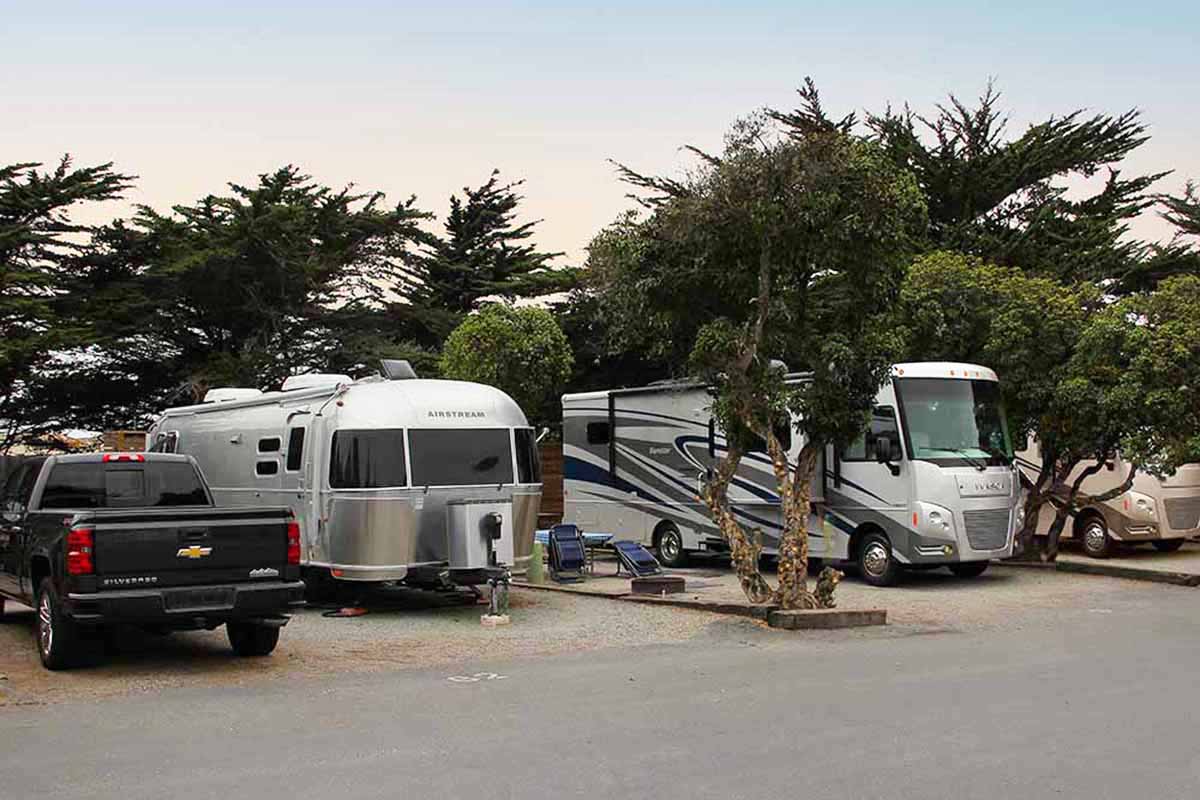 RVs parked under some cypress trees.