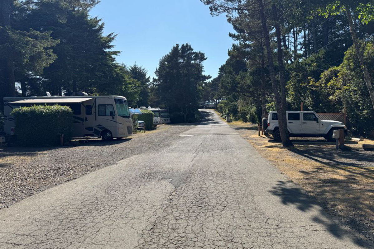 RVs parked under tall firs.