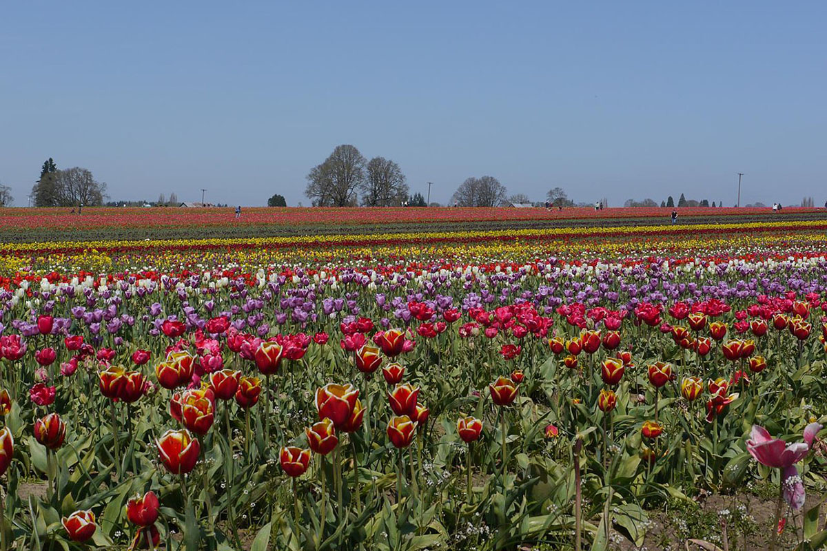 Endless field of tulips.