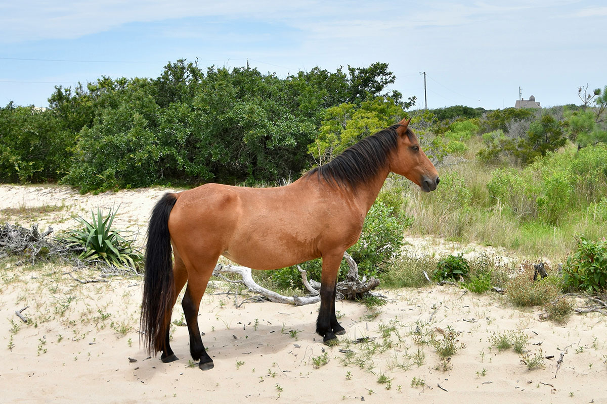 Pony standing amid dunes.