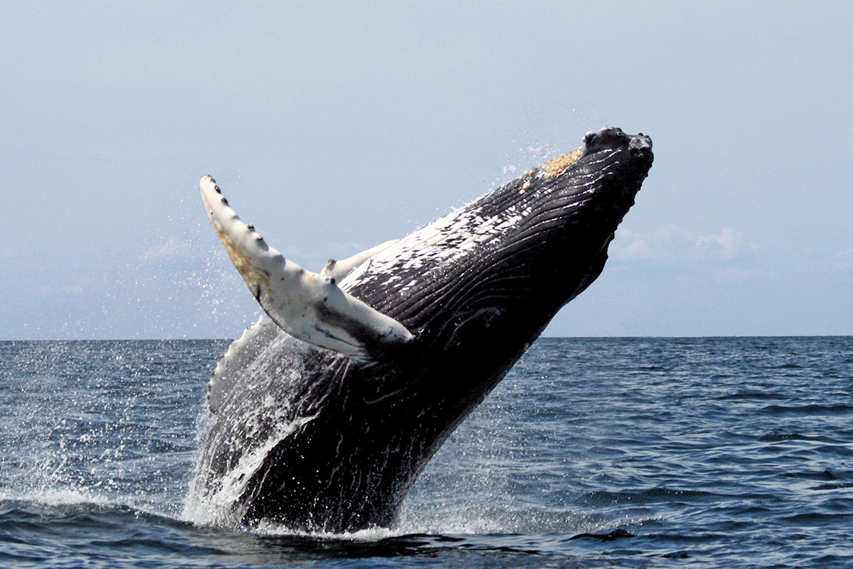 Humback whale breaching.