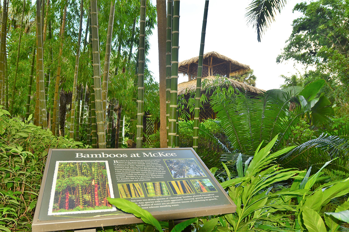 Bamboo in a botanical garden.
