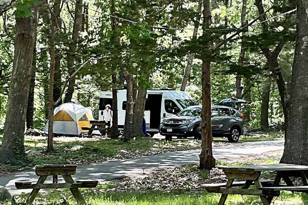 RVs and cars parked under tall trees. 