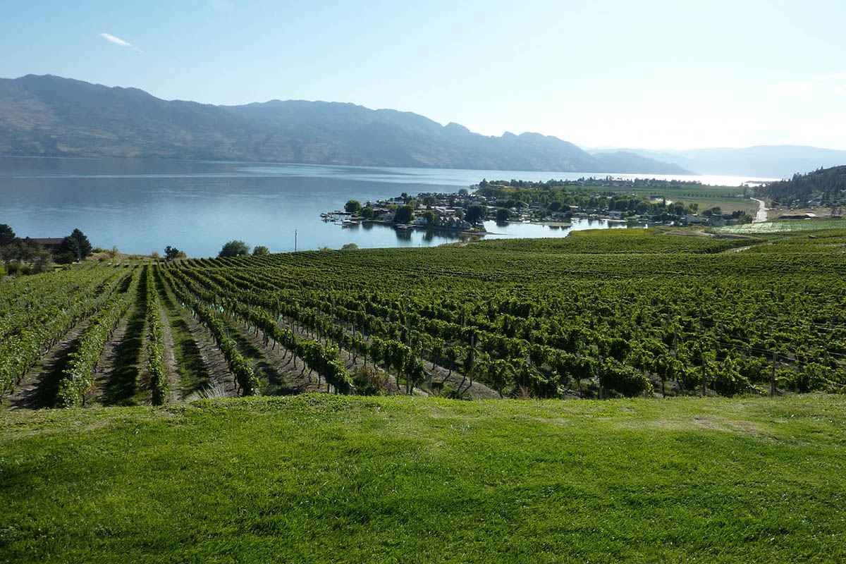 Vineyard on a waterfront.
