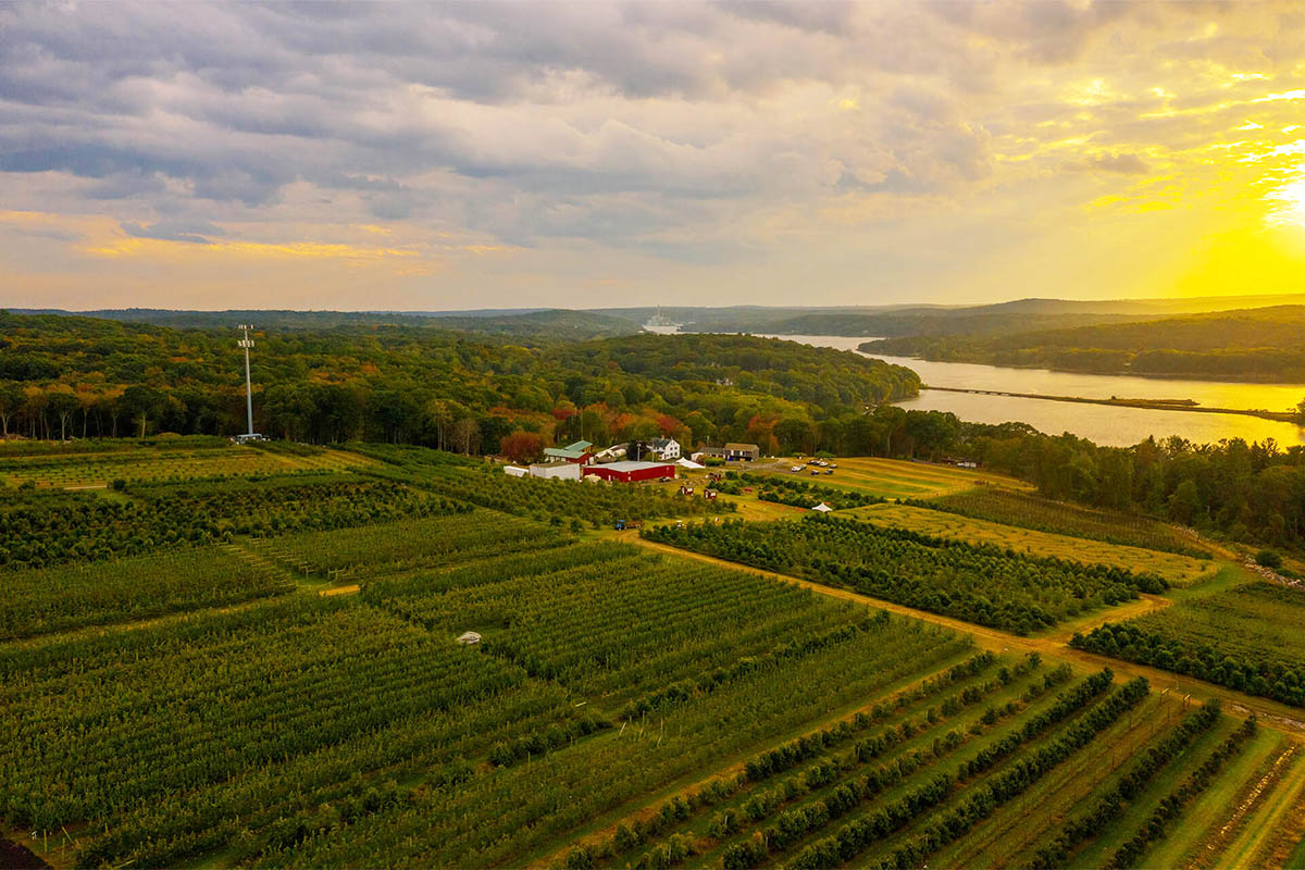 Vineyard at dusk.