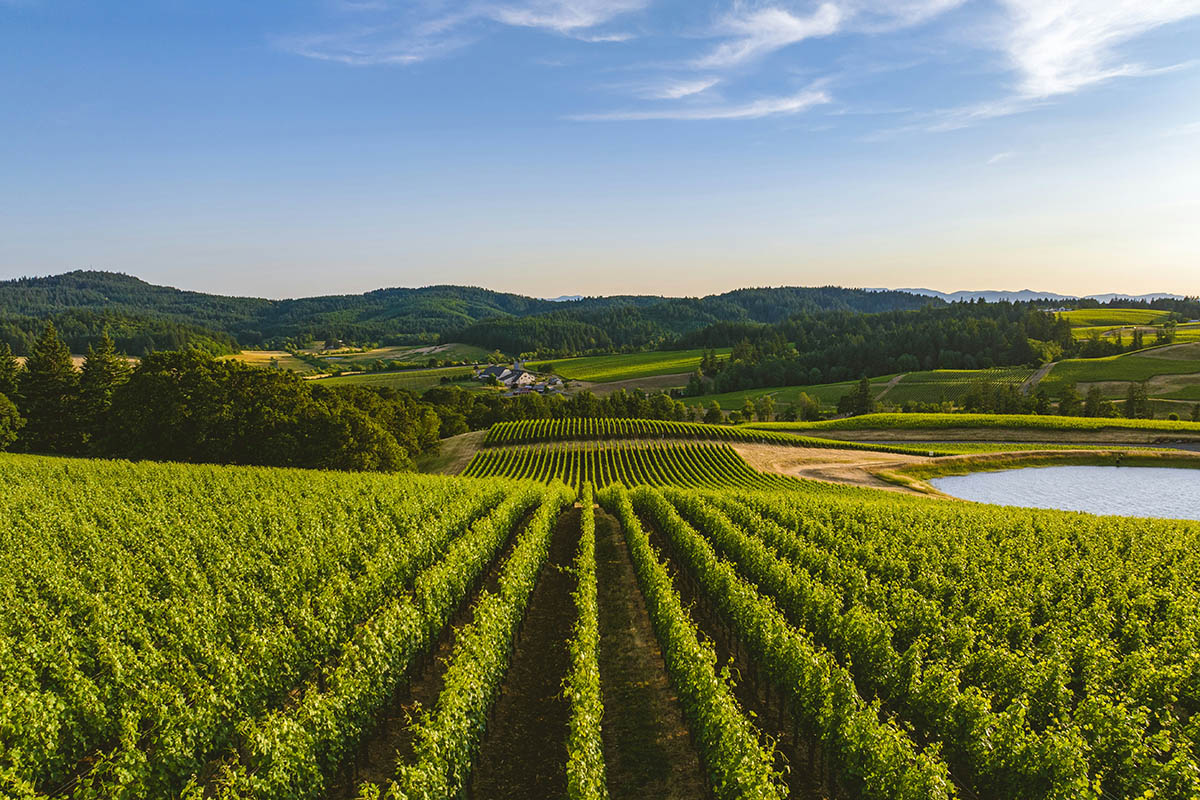 Rows of grape fields.