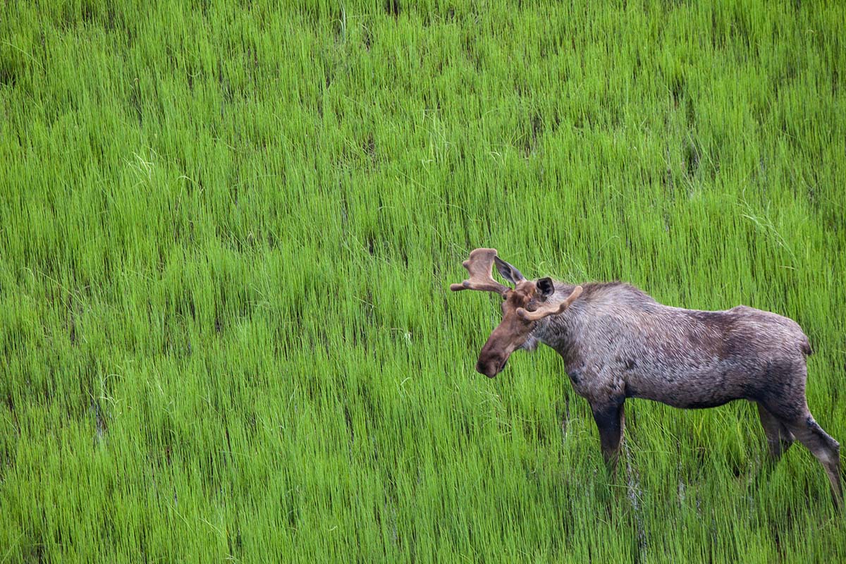 Moose Roaming Alaska.