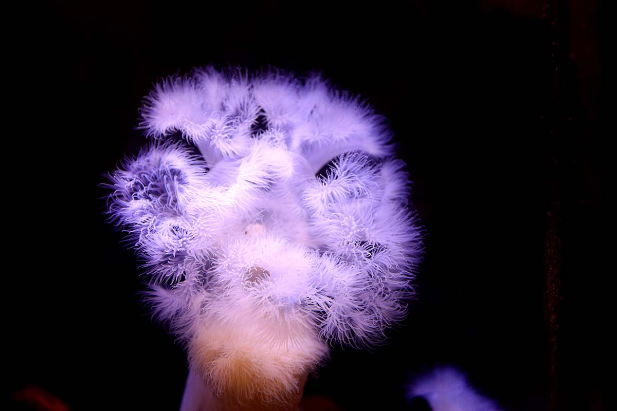 Sea anemone.