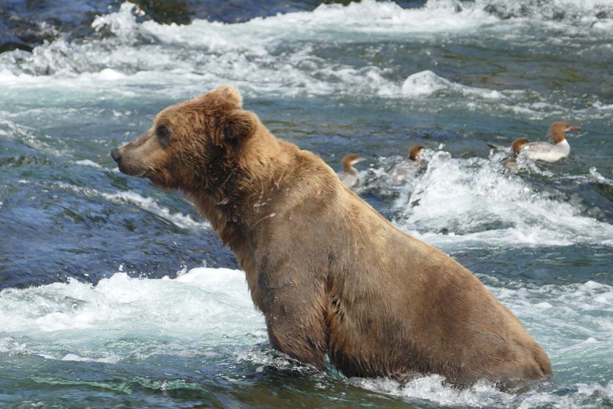 Bear in Water.