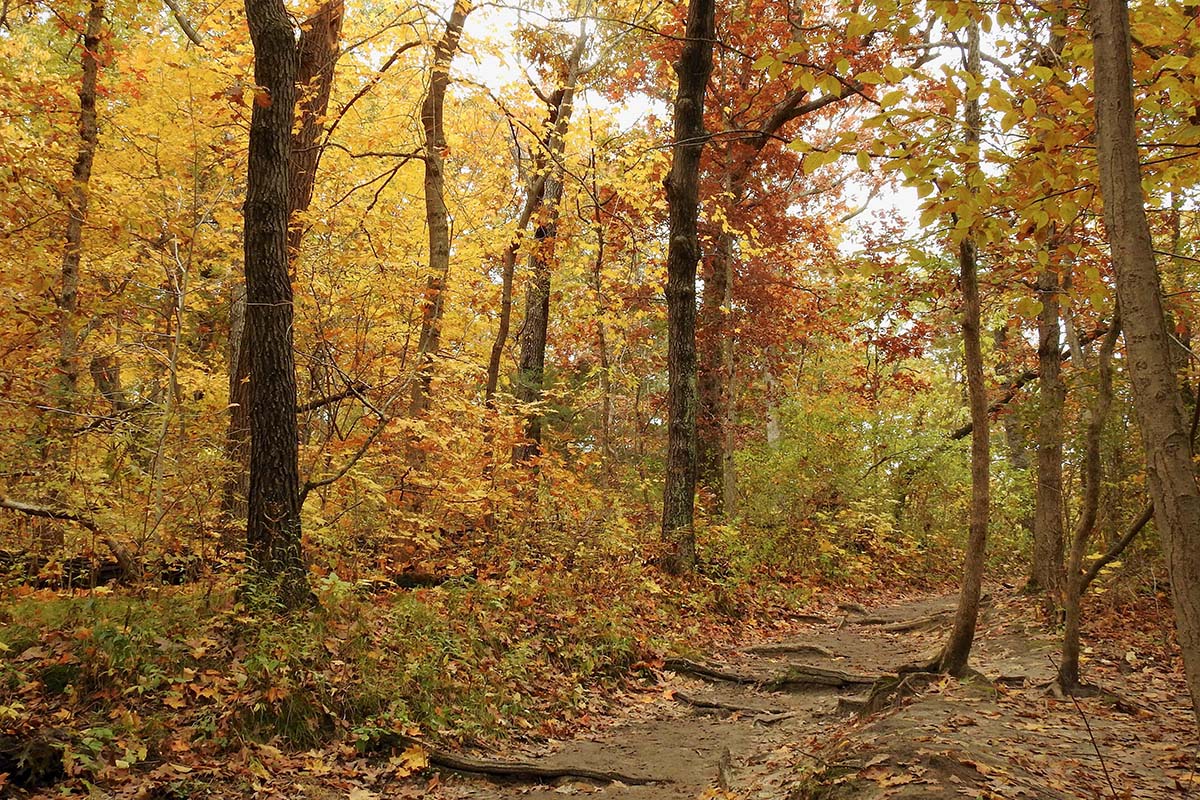 Golden Leaves