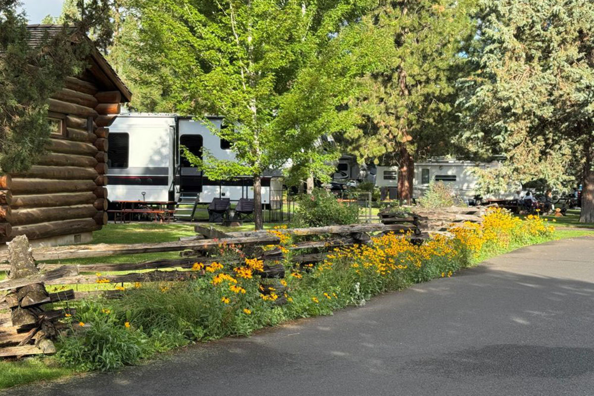 RVs parked amid lush trees.