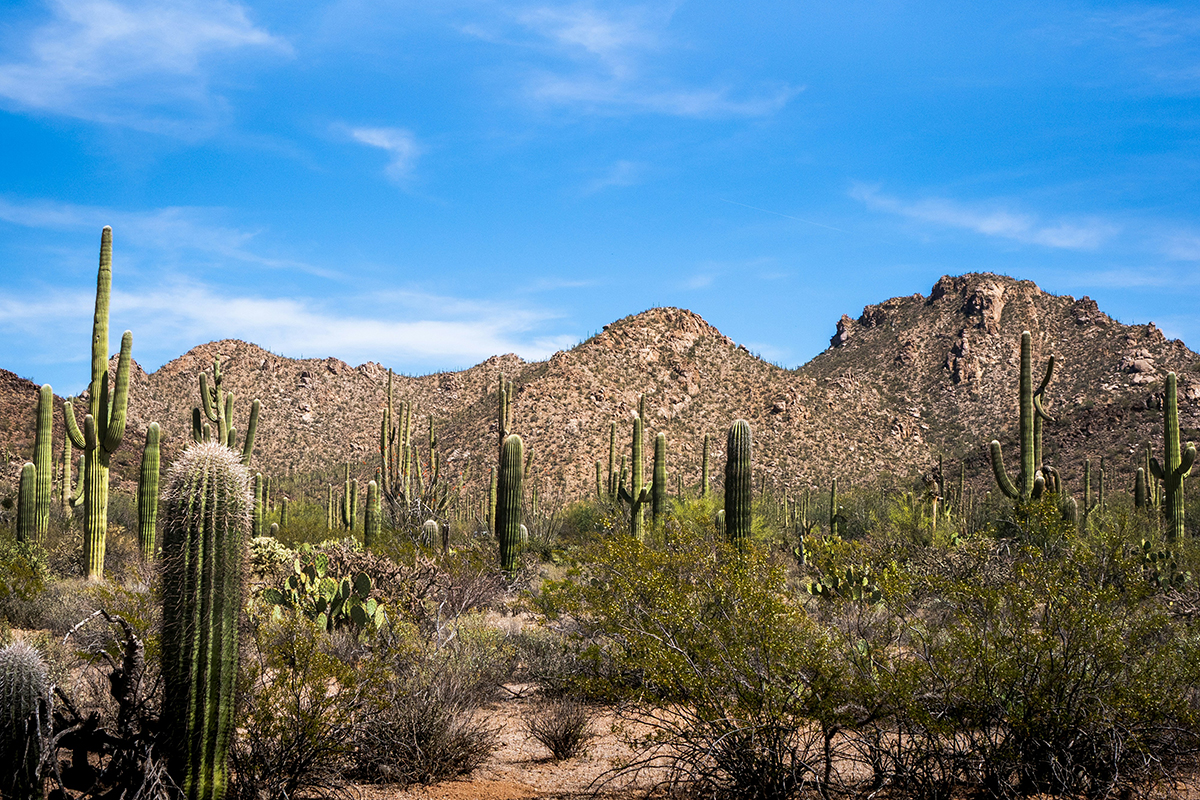 Cacti growing in a rugged canyon.