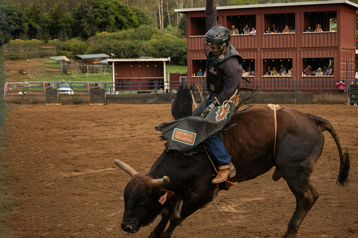 Rider with helmet on bull
